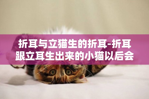 折耳與立貓生的折耳-折耳跟立耳生出來的小貓以后會有病嗎
