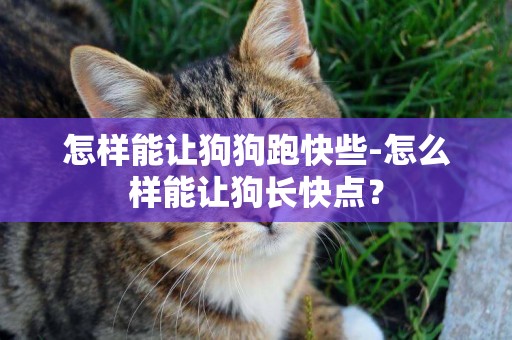 怎樣能讓狗狗跑快些-怎么樣能讓狗長快點？