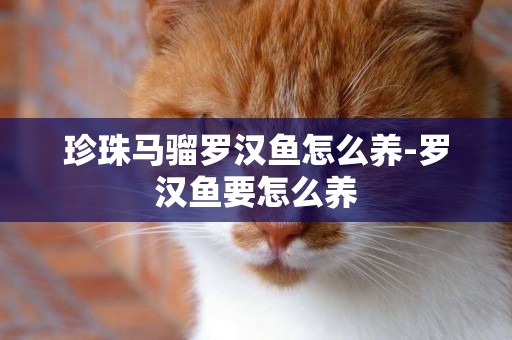 珍珠馬騮羅漢魚怎么養-羅漢魚要怎么養
