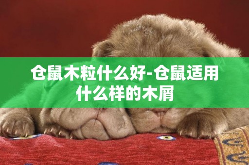 倉鼠木粒什么好-倉鼠適用什么樣的木屑
