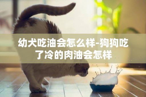 幼犬吃油會怎么樣-狗狗吃了冷的肉油會怎樣