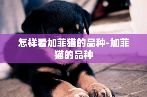怎樣看加菲貓的品種-加菲貓的品種