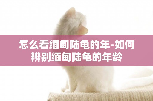 怎么看緬甸陸龜的年-如何辨別緬甸陸龜的年齡
