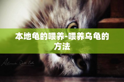 本地龜的喂養-喂養烏龜的方法