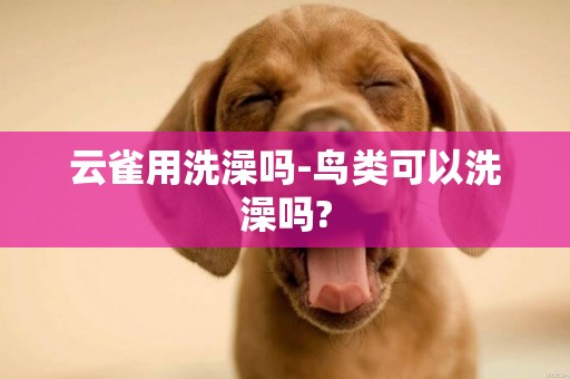 云雀用洗澡嗎-鳥類可以洗澡嗎?