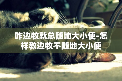 咋邊牧就總隨地大小便-怎樣教邊牧不隨地大小便