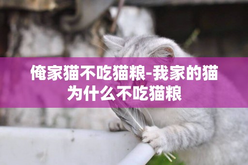 俺家貓不吃貓糧-我家的貓為什么不吃貓糧