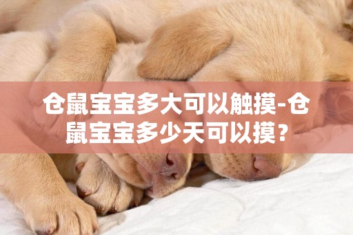 倉鼠寶寶多大可以觸摸-倉鼠寶寶多少天可以摸？