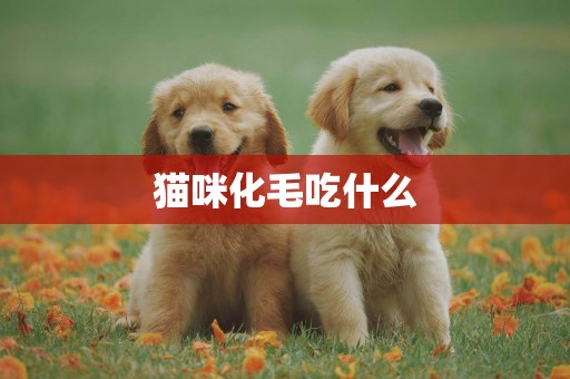 貓咪化毛吃什么