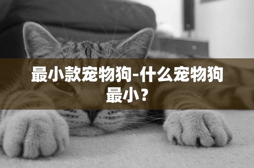 最小款寵物狗-什么寵物狗最小？