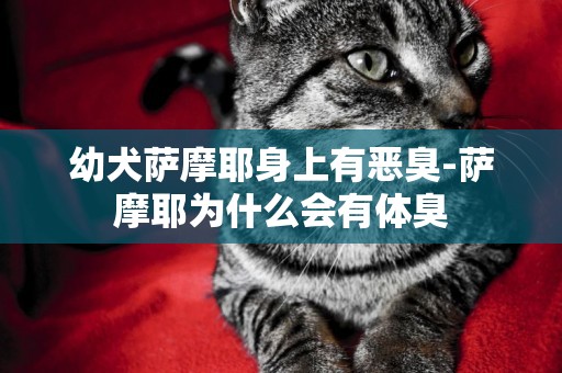 幼犬薩摩耶身上有惡臭-薩摩耶為什么會有體臭