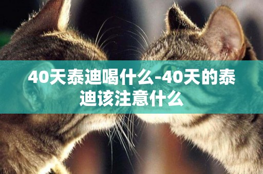 40天泰迪喝什么-40天的泰迪該注意什么