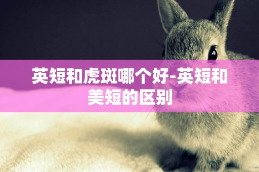 英短和虎斑哪個好-英短和美短的區別