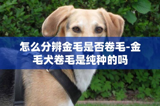 怎么分辨金毛是否卷毛-金毛犬卷毛是純種的嗎