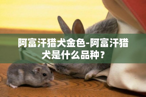 阿富汗獵犬金色-阿富汗獵犬是什么品種？