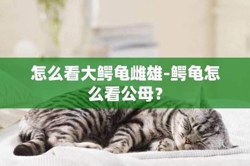 怎么看大鱷龜雌雄-鱷龜怎么看公母？