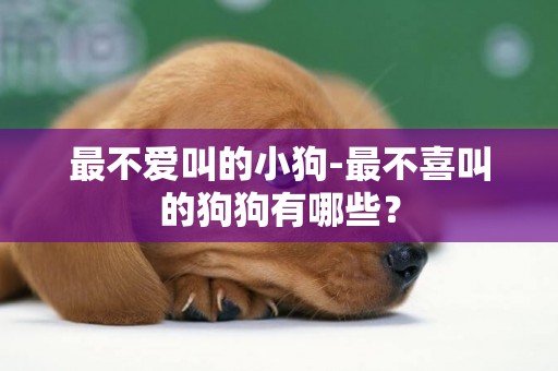 最不愛叫的小狗-最不喜叫的狗狗有哪些？