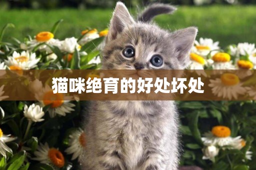 貓咪絕育的好處壞處