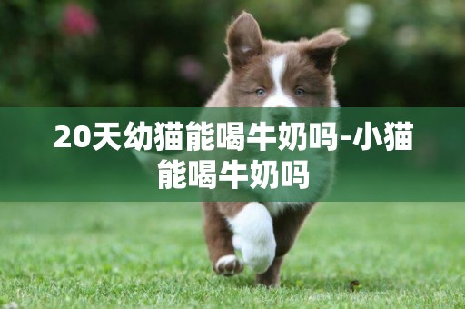 20天幼貓能喝牛奶嗎-小貓能喝牛奶嗎