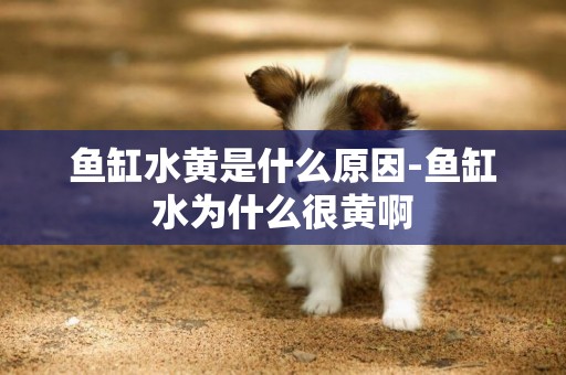 魚缸水黃是什么原因-魚缸水為什么很黃啊