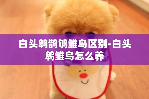 白頭鵯鵲鴝雛鳥區別-白頭鵯雛鳥怎么養