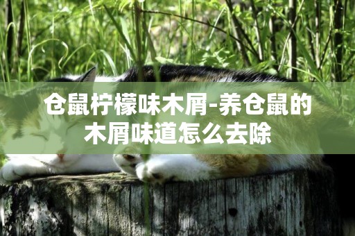 倉鼠檸檬味木屑-養倉鼠的木屑味道怎么去除
