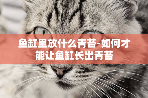 魚缸里放什么青苔-如何才能讓魚缸長出青苔
