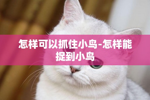怎樣可以抓住小鳥-怎樣能捉到小鳥