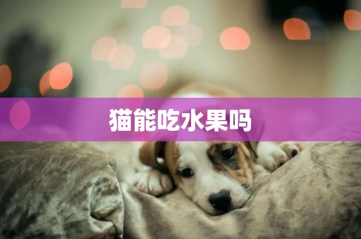 貓能吃水果嗎