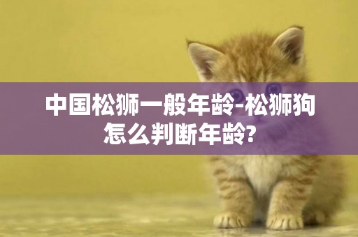 中國松獅一般年齡-松獅狗怎么判斷年齡?