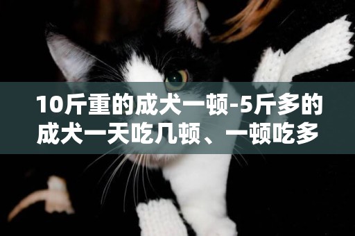 10斤重的成犬一頓-5斤多的成犬一天吃幾頓、一頓吃多少？