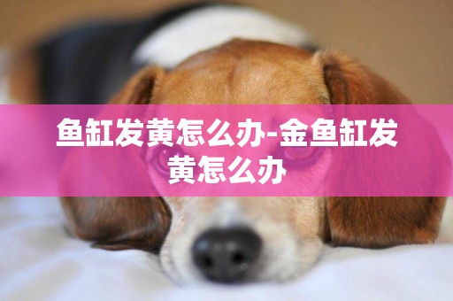 魚缸發黃怎么辦-金魚缸發黃怎么辦
