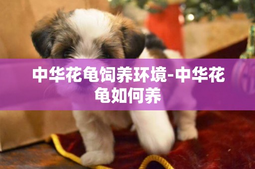 中華花龜飼養環境-中華花龜如何養
