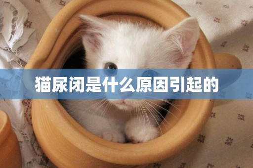 貓尿閉是什么原因引起的