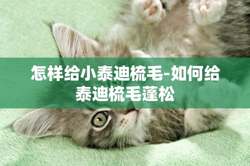 怎樣給小泰迪梳毛-如何給泰迪梳毛蓬松
