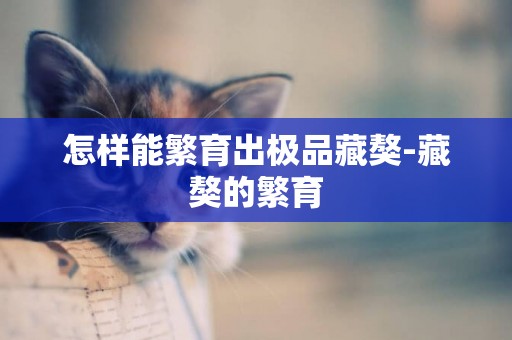 怎樣能繁育出極品藏獒-藏獒的繁育