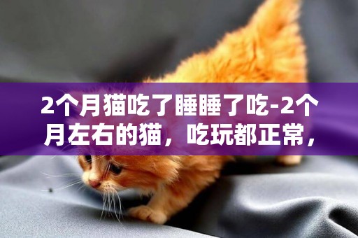 2個月貓吃了睡睡了吃-2個月左右的貓，吃玩都正常，就是總睡覺怎么回事