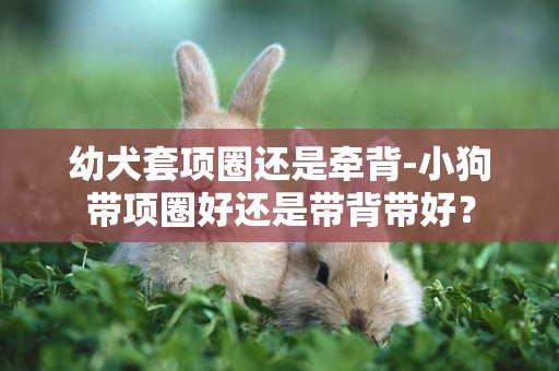 幼犬套項圈還是牽背-小狗帶項圈好還是帶背帶好？