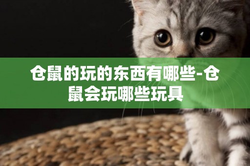 倉鼠的玩的東西有哪些-倉鼠會玩哪些玩具