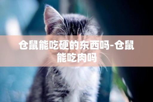 倉鼠能吃硬的東西嗎-倉鼠能吃肉嗎