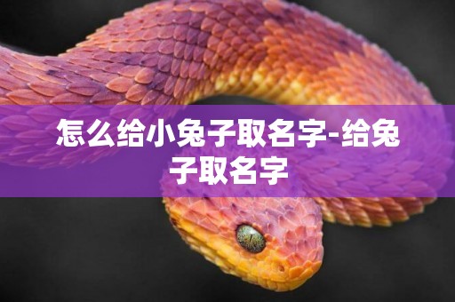怎么給小兔子取名字-給兔子取名字
