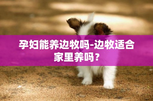 孕婦能養邊牧嗎-邊牧適合家里養嗎？