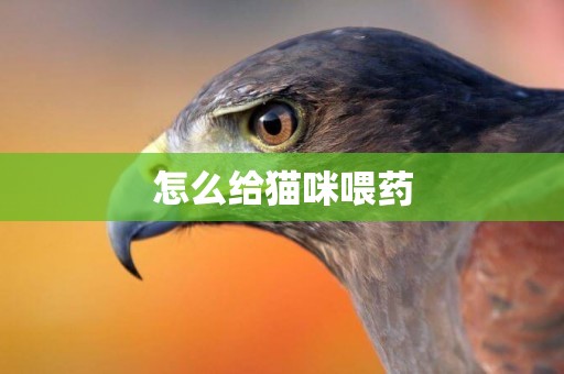怎么給貓咪喂藥