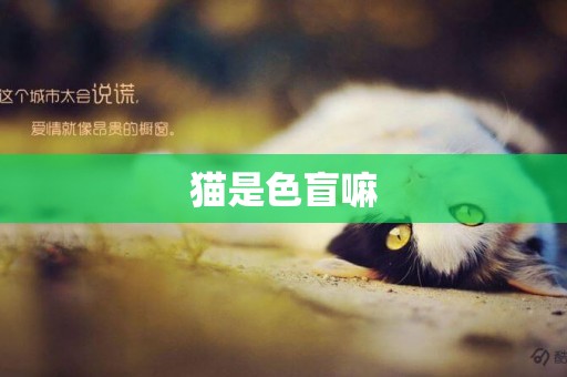 貓是色盲嘛