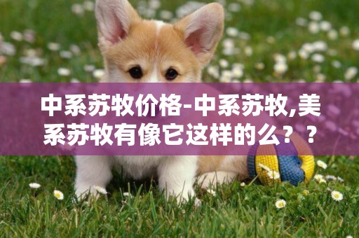 中系蘇牧價格-中系蘇牧,美系蘇牧有像它這樣的么？？
