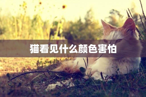 貓看見什么顏色害怕