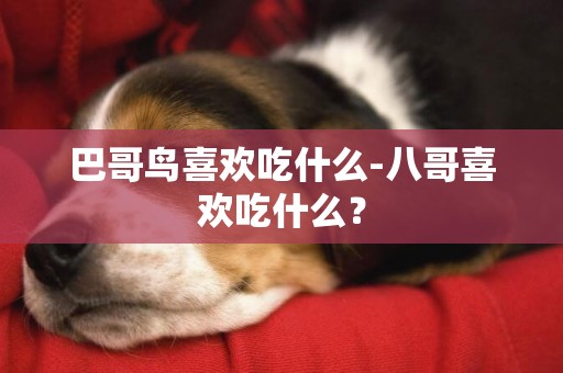 巴哥鳥喜歡吃什么-八哥喜歡吃什么？
