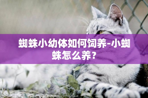 蜘蛛小幼體如何飼養-小蜘蛛怎么養？