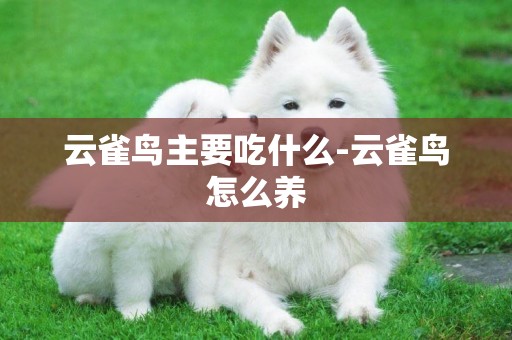 云雀鳥主要吃什么-云雀鳥怎么養
