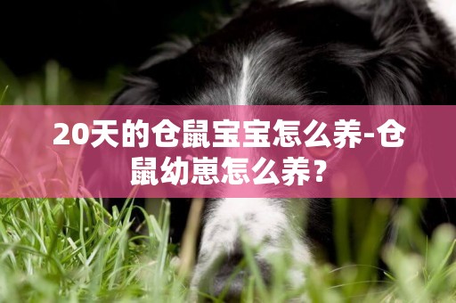 20天的倉鼠寶寶怎么養-倉鼠幼崽怎么養？